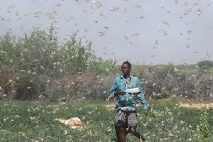 خبير زراعة سوداني: نحتاج دعم المنظمات الدولية لتعويض نقص معدات مكافحة الجراد