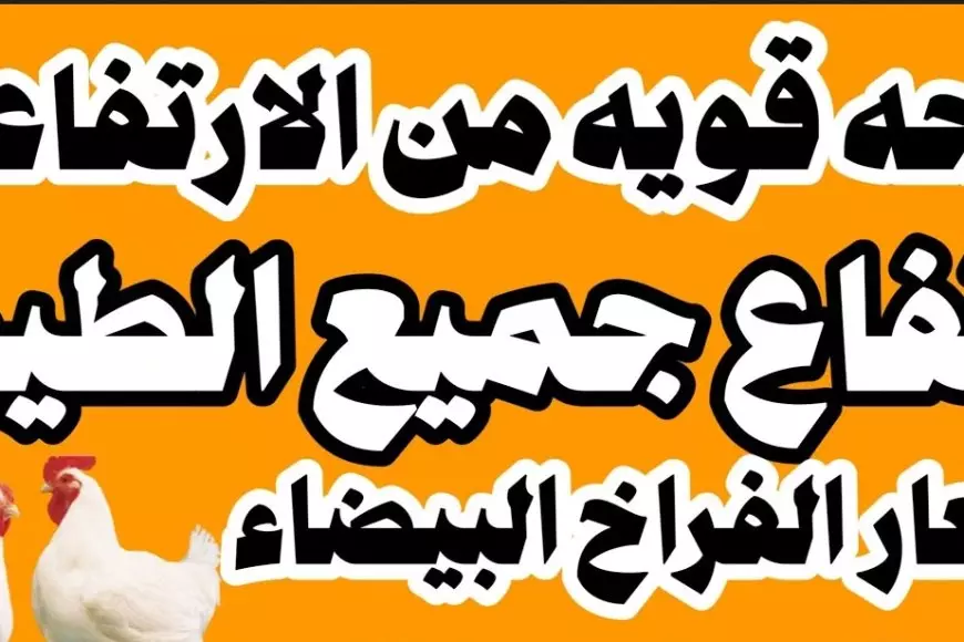 بورصة الدواجن اسعار الفراخ البيضاء اليوم الأحد 19 يناير 2025 سعر الكتكوت الابيض واخر سعر كرتونة البيض