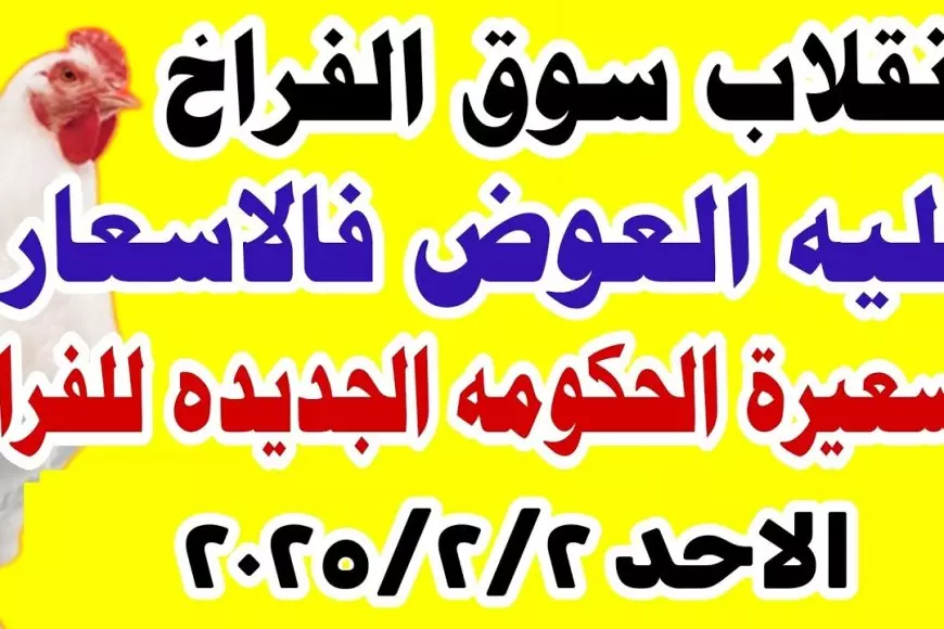 بورصة الدواجن اليوم اسعار الفراخ البيضاء الاحد 2 فبراير 2025 أسعار الكتاكيت اليوم