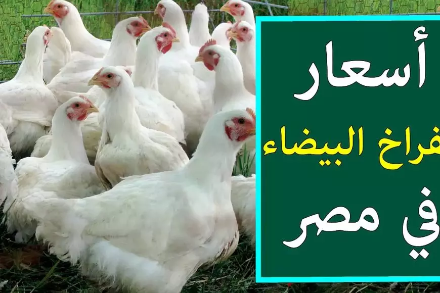 أسعار الفراخ البيضاء اليوم الأحد.. تحديث جديد لـ كيلو الأبيض